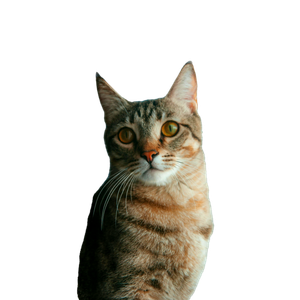 Charming Tabby Cat Gazing By A Window With Soft Natural Lighting. 19967 - Cat PNG image with transparent background